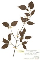 藏品(呂宋莢蒾)的圖片